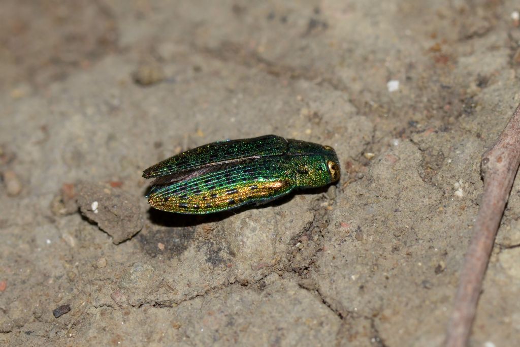 Buprestidae:  Lamprodila mirifica ssp. mirifica